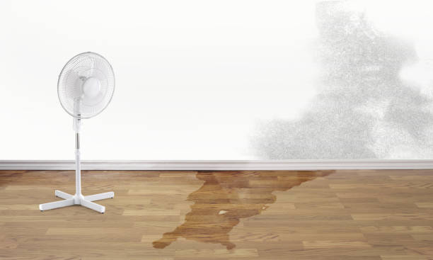 Best Water damage restoration near me  in Lake Fenton, MI